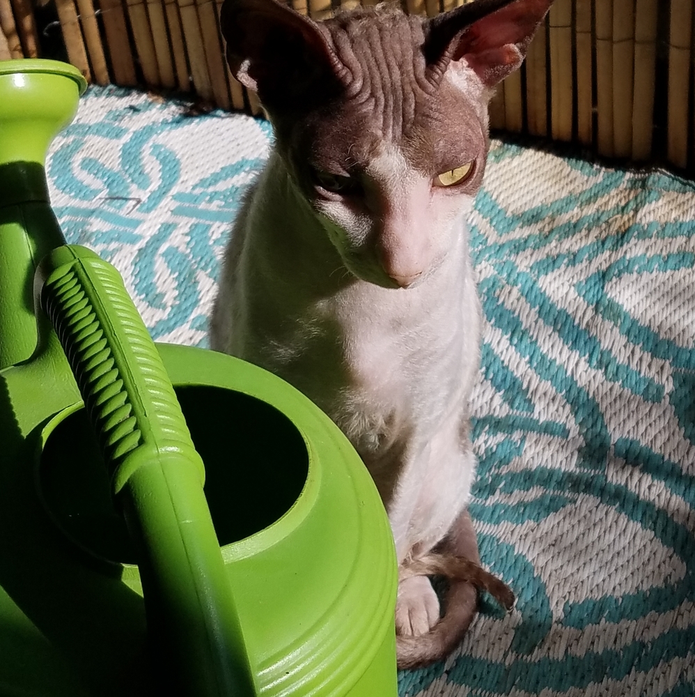 Meet your Posher, Steve